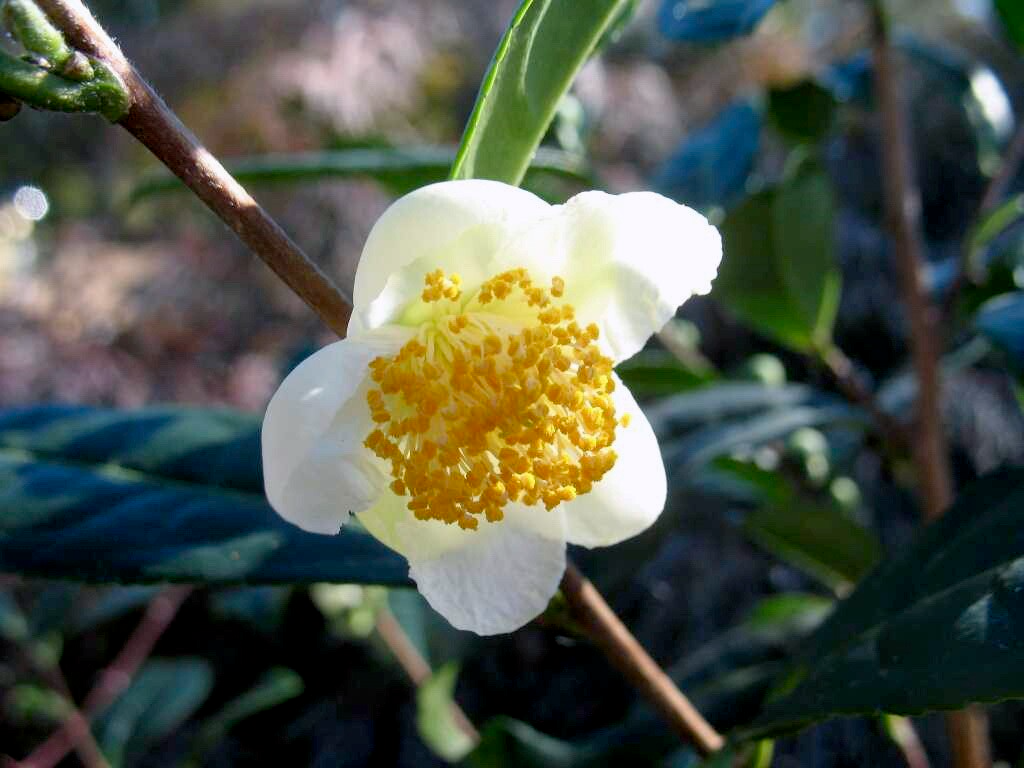 Camellia sinensis Cuttings - 6 Count (Tea Plant) Cold Hardy Zone 6b