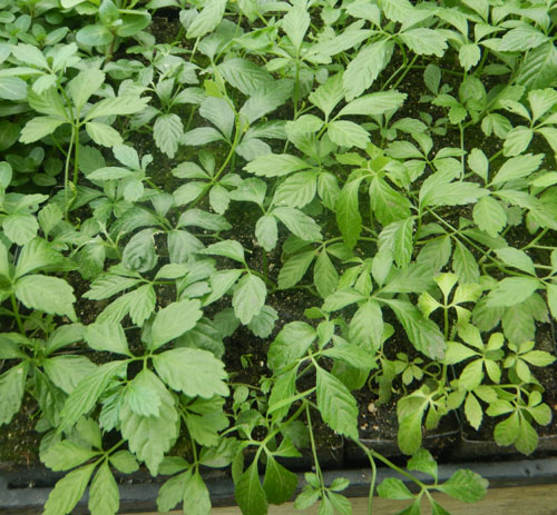 Jiaogulan Live Plants (Gynostemma pentaphyllum) — 5 Rooted Perennial Vines