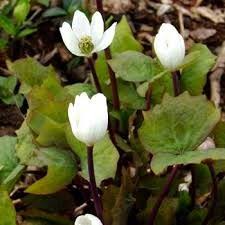 Jeffersonia diphylla (Twin Leaf) Bare Root - 5 Plants | Native Shade Wildflower