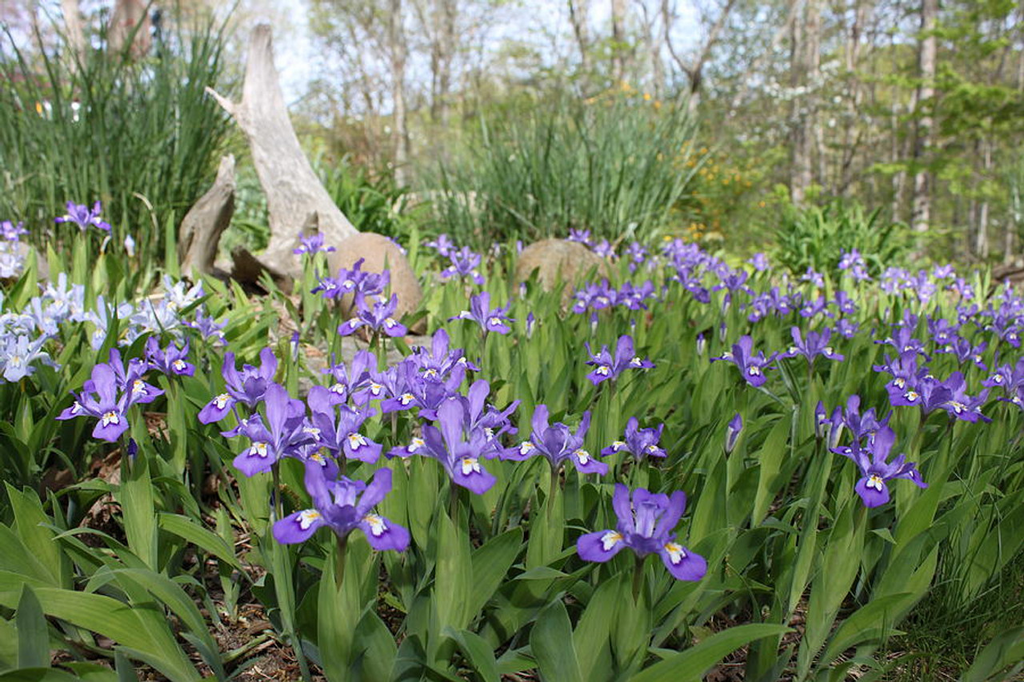 Crested Dwarf Iris (Iris cristata) Bare Root - 5 Plants