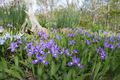 Crested Dwarf Iris (Iris cristata) Bare Root - 5 Plants