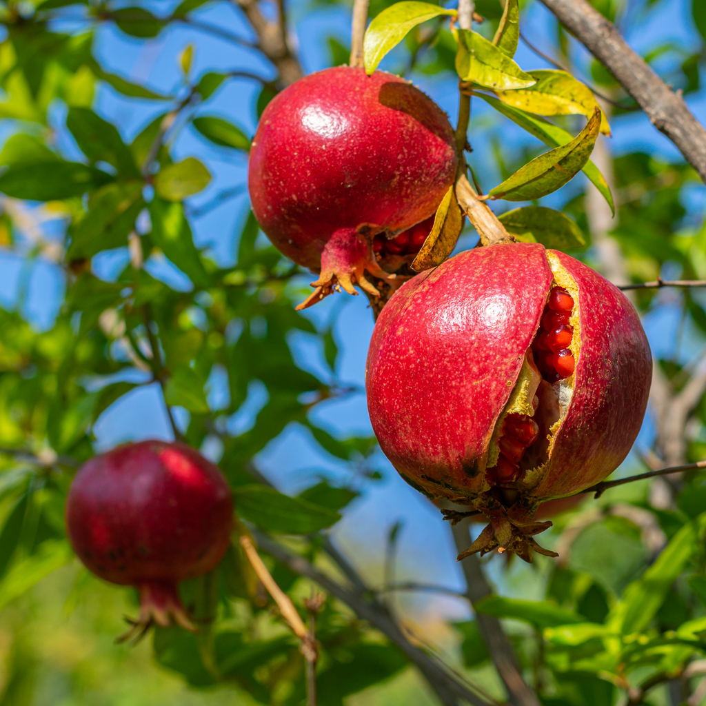 Pomegranate Unrooted Cuttings 6-8" (4) Punica Granatum - For Rooting & Propagation