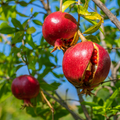Pomegranate Unrooted Cuttings 6-8" (4) Punica Granatum - For Rooting & Propagation