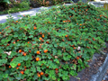 Rubus pentalobus Cuttings - 4 Rooted Cuttings | Formosan Raspberry, Evergreen Ground Cover