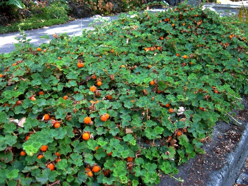 Rubus pentalobus Cuttings - 4 Rooted Cuttings | Formosan Raspberry, Evergreen Ground Cover