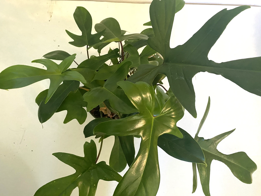 Philodendron Florida Ghost - 3" Rooted Live Plant, Color-Changing Foliage