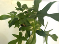 Philodendron Florida Ghost - 3" Rooted Live Plant, Color-Changing Foliage
