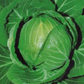 Cabbage Copenhagen Market Seeds - Heirloom Brassica oleracea (250 seeds)