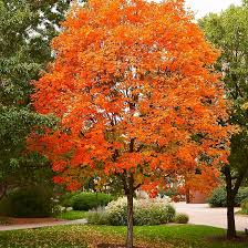 Sugar Maple Tree Seeds (Acer saccharum) — 30 Premium Seeds for Fall Color & Maple Syrup