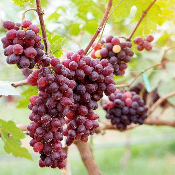Crimson Fresh Vine Unrooted Cuttings - 10 Large Red Seedless Grape Cuttings (Vitis vinifera)