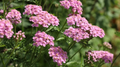 Yarrow Live Plant (Achillea millefolium) Starter Plant - Pollinator Garden