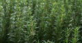 Rosemary Cuttings (Rosmarinus officinalis) - 15 Unrooted 10" Each Organic