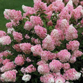 Hydrangea paniculata Vanillastrawberry Cuttings — 6 Rooted Plants, Pink/White Blooms, USDA Zones 4-9