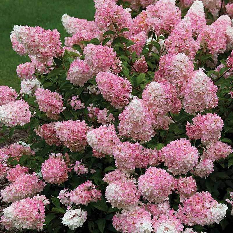Hydrangea paniculata Vanillastrawberry Cuttings — 6 Rooted Plants, Pink/White Blooms, USDA Zones 4-9