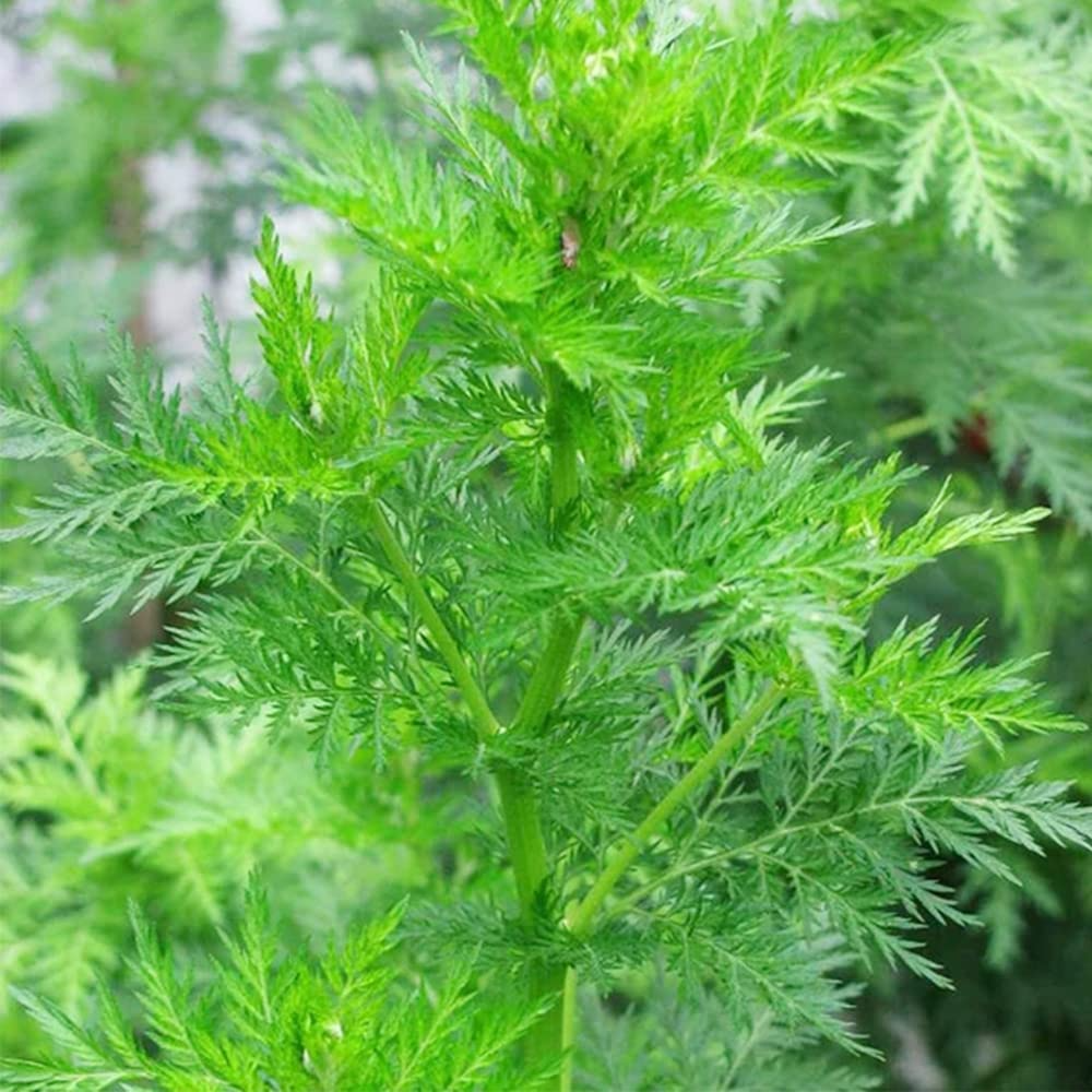 Sweet Wormwood Seeds (Artemisia annua) - 1000 Seeds for Tea & Garden