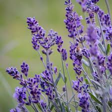 California Lavender (Lavandula angustifolia) 15 Organic Unrooted Cuttings – 6", Fragrant Prolific Propagation