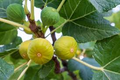 Rooted Yellow Long Neck Fig Plant (Ficus auriculata) - Starter Plant