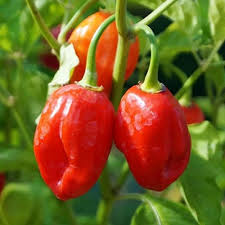 Habanero Pepper Seeds (Capsicum chinense) - 30 Non-GMO Seeds for Salsas & Hot Sauces