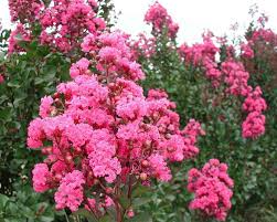 Pink Crape Myrtle (Lagerstroemia indica) - 10 Live Clippings, ~6 in, Organic Wild Grown, Easy to Root