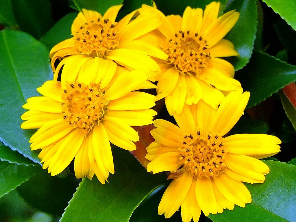 Wedelia trilobata Cuttings - 12 Rooted Vine Starts, Yellow-Orange Flowers, Ground Cover (Zones 8-11)