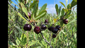 Sand Cherry Seeds Prunus pumila - 5 Seeds for Edible Berries, Non-GMO