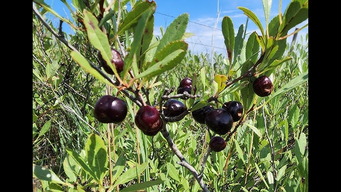 Sand Cherry Seeds Prunus pumila - 5 Seeds for Edible Berries, Non-GMO