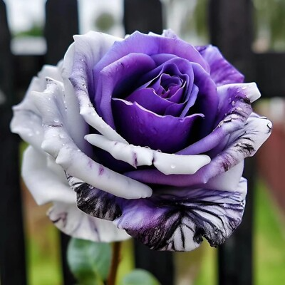 Purple & White Twin Rose Seeds - 20 Rare Bicolor Fragrant Rosa spp. Heirloom perennial
