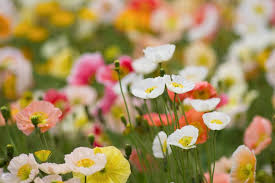 Iceland Poppy Seeds (Papaver nudicaule) - 500 Non-GMO, Cool-Climate Wildflower