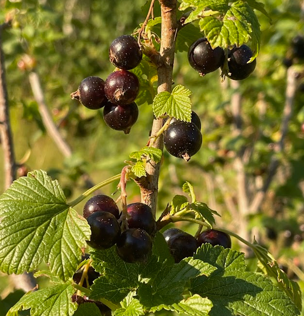 Ribes nigrum Seeds (Black Currant) - 25 Seeds - Alaska Grown, Zone 3 Hardy
