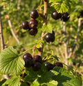 Ribes nigrum Seeds (Black Currant) - 25 Seeds - Alaska Grown, Zone 3 Hardy