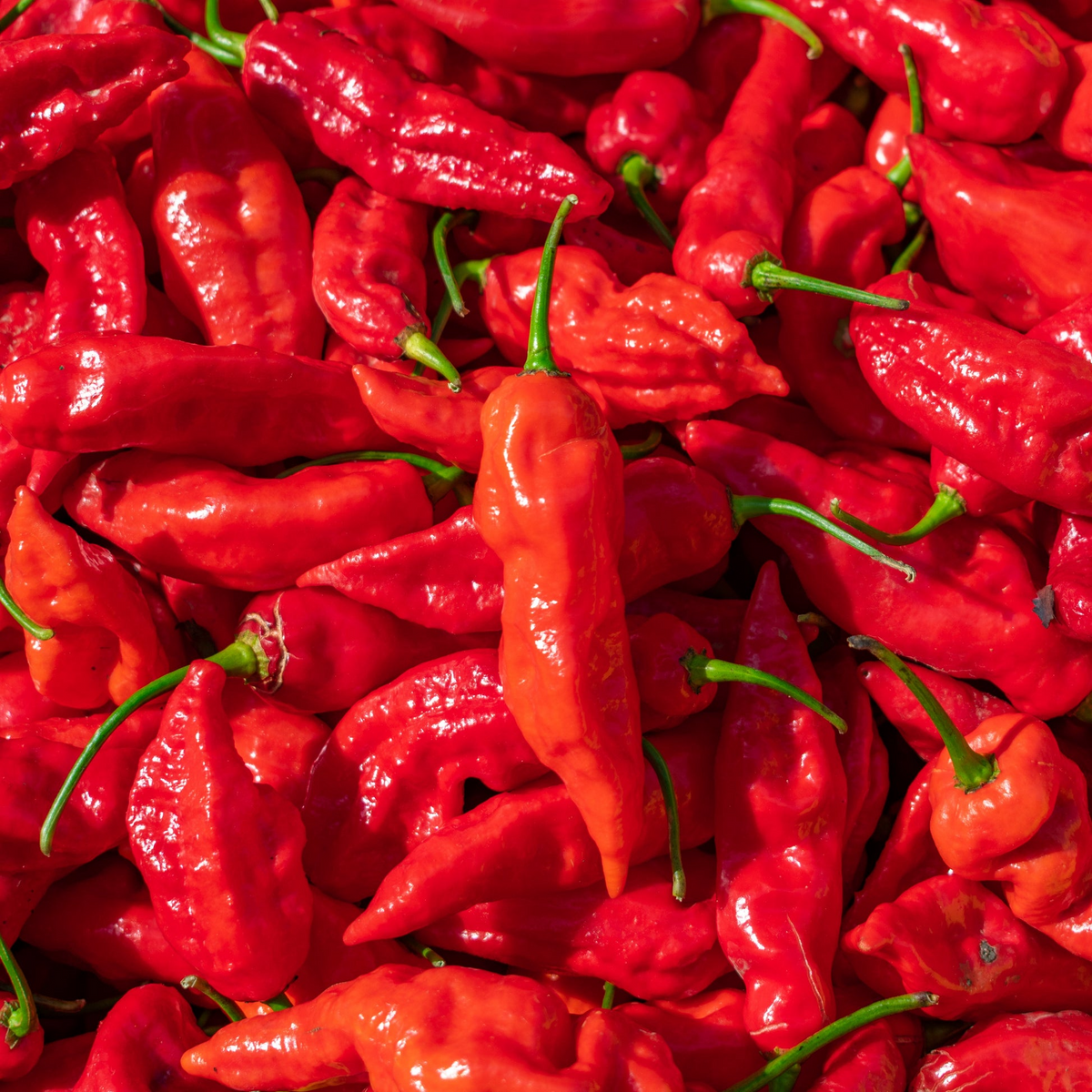 Ghost Pepper Seeds (Bhut Jolokia) - 50 Non-GMO Seeds for Spicy Cooking