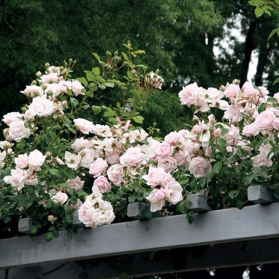 New Dawn Climbing Rose - 6 Unrooted Cuttings, 6" Each, Pale Pink Blooms, Zones 5-9