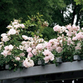 New Dawn Climbing Rose - 6 Unrooted Cuttings, 6" Each, Pale Pink Blooms, Zones 5-9