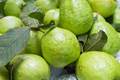 Guava Unrooted Cuttings (3) 4-5" Psidium guajava | Tropical Fruit Tree Propagation
