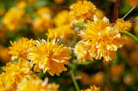 Kerria Japonica Cuttings - 10 Unrooted 7" Kerria japonica Cuttings, Japanese Rose (Yellow Flowers)