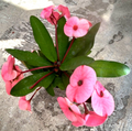 Euphorbia milii Cuttings (Thai Hybrid Crown of Thorns) - Rooted Stem, Pink Flowers, USDA Zones 9-11