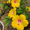 Pineland Hibiscus Seeds (Hibiscus aculeatus) – 25 Seeds, Native Perennial, Yellow Wildflower