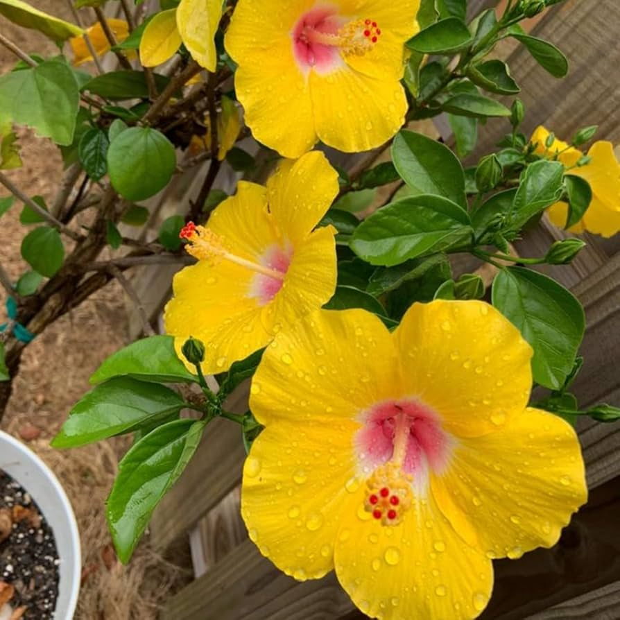Pineland Hibiscus Seeds (Hibiscus aculeatus) – 25 Seeds, Native Perennial, Yellow Wildflower