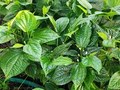 Piper Sarmentosum Bareroot Cuttings (12) Wild Betel Leaf - Thai Herb, Rooting Cuttings