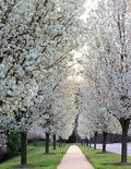 Cleveland Pear (Pyrus calleryana) 10 Unrooted Cuttings - Ornamental Pear, Fast-Growing Shade Tree