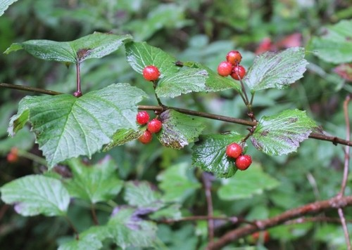 Viburnum edule (Highbush Cranberry) Cuttings - 4 Dormant Stem Cuttings