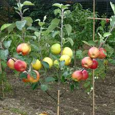 4 Star Apple Cutting (Annona sp.) - Unrooted Cut 5-6" for Grafting