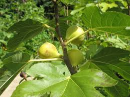 Brooklyn White Fig Unrooted Cuttings (2) + Willow Water for Rooting