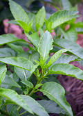 Longevity Spinach Cuttings (Gynura Procumbens) - 15 Pack | Perennial Edible Green