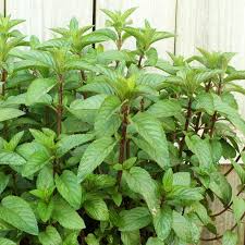 Chocolate Mint Small Bush Plant (Mentha x piperita) - 8" Cuttings, Aromatic for Tea & Cooking