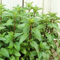 Chocolate Mint Small Bush Plant (Mentha x piperita) - 8" Cuttings, Aromatic for Tea & Cooking