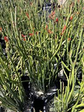 Tall Lady Slipper (Pedilanthus) Unrooted Cuttings - 5 Stems, 3-12"