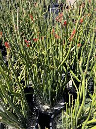 Tall Lady Slipper (Pedilanthus) Unrooted Cuttings - 5 Stems, 3-12"