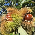 Dunstan Chestnut Tree Seeds - Hybrid Castanea dentata x mollissima (10 Seeds) – Blight-Resistant, Cold-Hardy