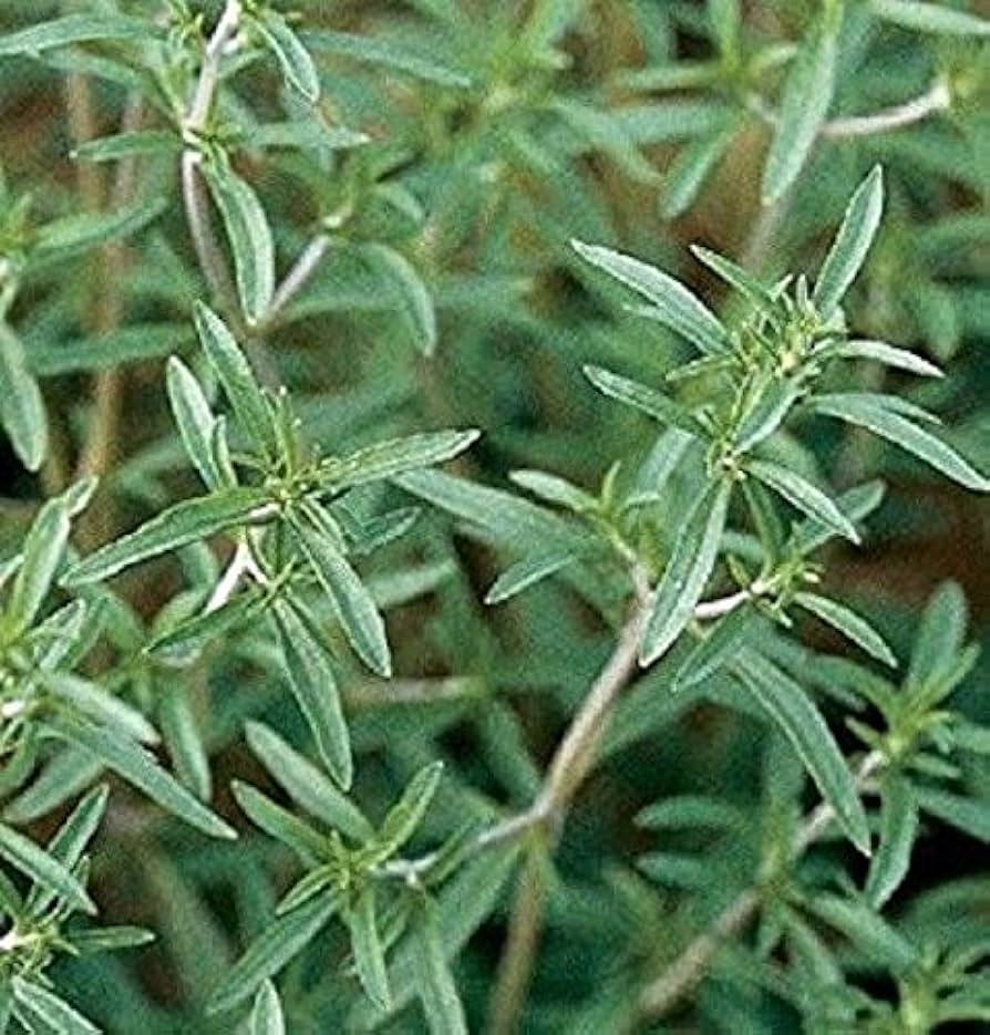 Summer Savory Seeds - Satureja hortensis (500 Seeds) for Kitchen Garden